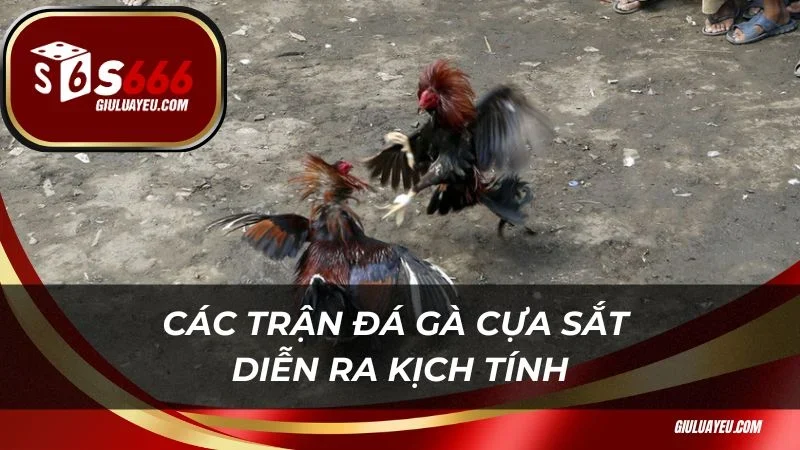 Các trận đá gà cựa sắt diễn ra kịch tính