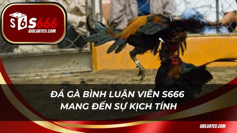 Đá gà bình luận viên S666 mang đến sự kịch tính