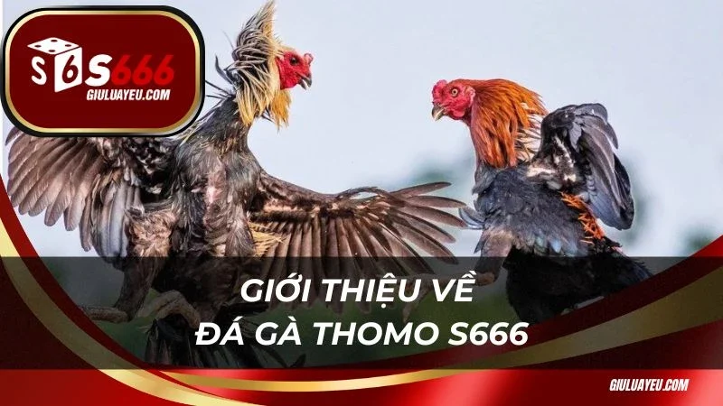 Giới thiệu về đá gà Thomo S666