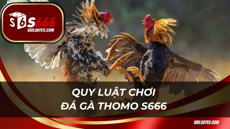 Quy luật chơi đá gà Thomo S666 dễ hiểu