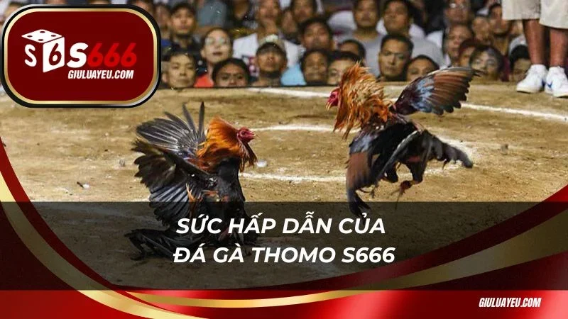 Sức hấp dẫn của đá gà Thomo S666