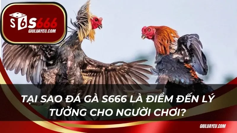 Tại sao đá gà S666 là điểm đến lý tưởng cho người chơi?