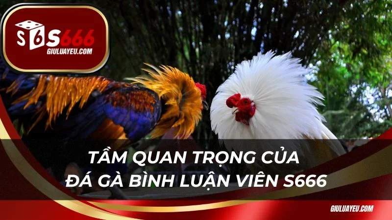 Tầm quan trọng của đá gà bình luận viên S666